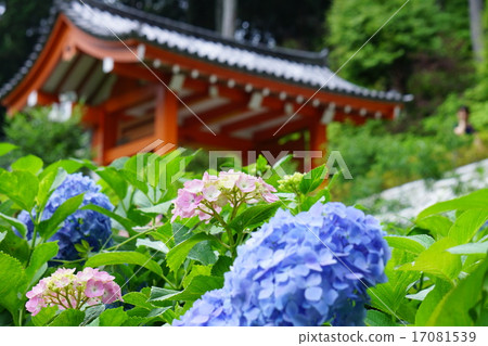 Reeds of Muro Muroto Temple 17081539