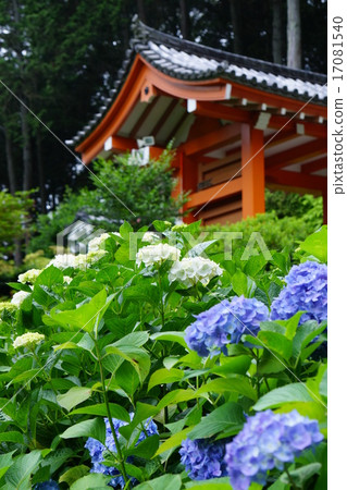 Hydrangea at Mimuroto Temple Hydrangea at Mimuroto Temple 17081540