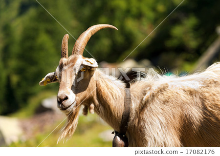 圖庫照片: mountain goat with horns - italy