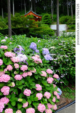 Mimuroto寺的繡球花 Mimuroto寺的繡球花 17082326