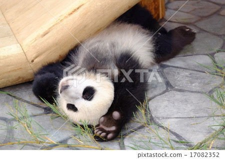 Pandy child (slide) 17082352