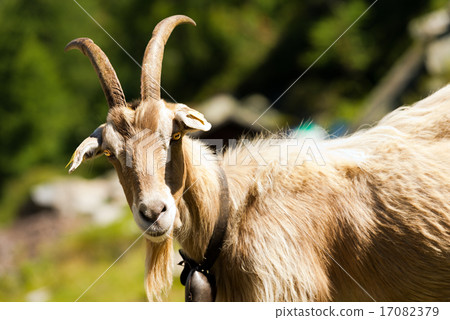 Mountain Goat with horns - Italy Mountain Goat with horns - Italy 17082379