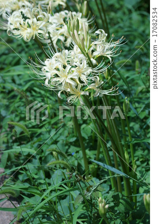 白色Higanohana Albiflora白花筍 17082534