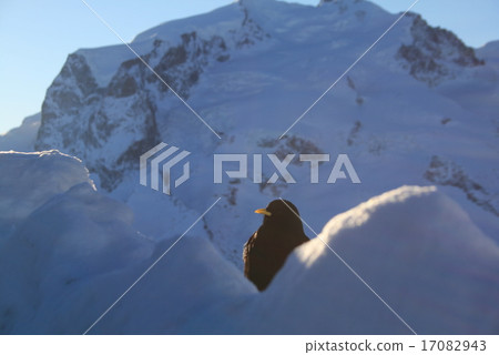 Kibashigalas (Switzerland) 17082943