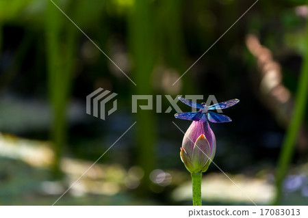 蓮花和蜻蜓 17083013