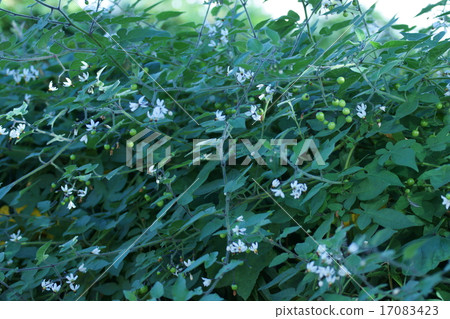 My name is Ryouji Uedo. 17083423