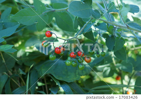 我叫Ryouji Uedo。 17083426