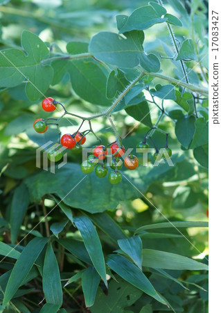 My name is Ryouji Uedo. 17083427