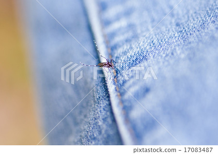 Mosquito trying to suck blood from the top of the jeans Mosquito trying to suck blood from the top of the jeans 17083487