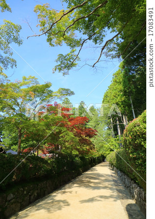Koyasan Kanemonji寺廟風箱路 17083491