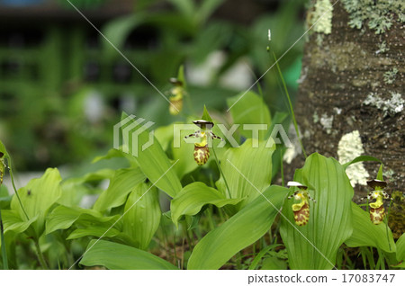 Affiliation Affiliation 17083747