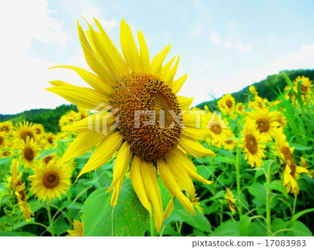 Sunflower field 17083983