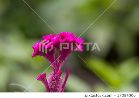 Chicken head flower 17084006