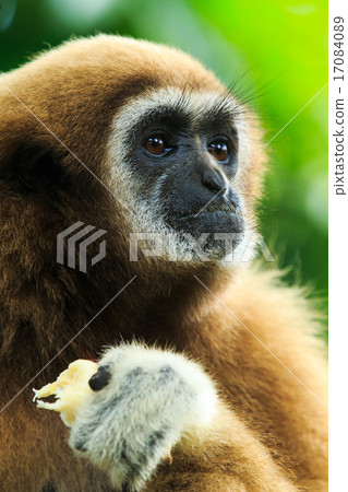 gibbon 17084089