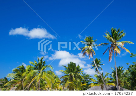 Palm tree 17084227