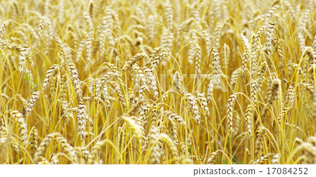wheat wheat 17084252