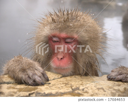 A relaxing monkey in a hot spring 17084653