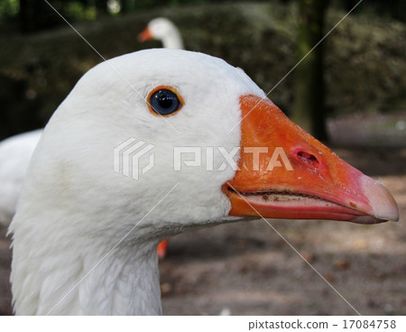 Orange Beaked Goose Head Orange Beaked Goose Head 17084758