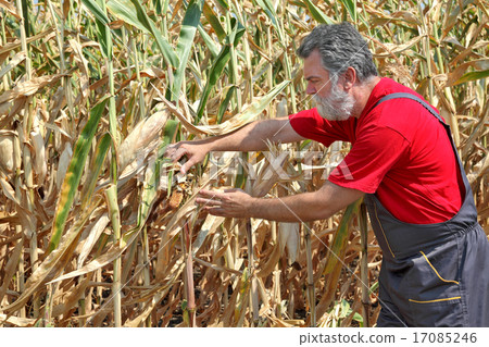 Farmer or agronomist inspect damaged corn fi Farmer or agronomist inspect damaged corn fi 17085246