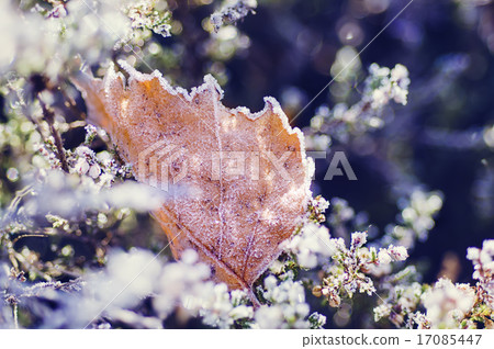 Frozen heather flower 17085447