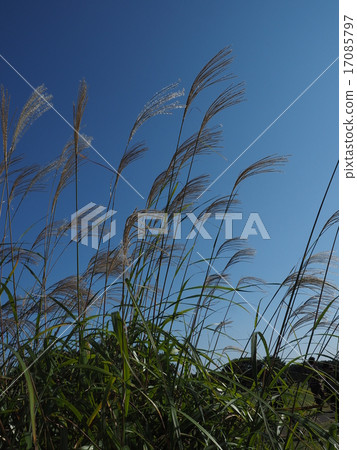 Autumn sky and Susuki Autumn sky and Susuki 17085797