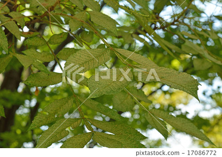 Tree: Rhus chinensis, Rhus chinensis Tree: Rhus chinensis, Rhus chinensis 17086772