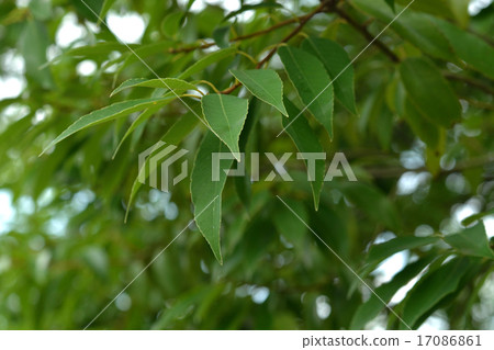 樹木：殼斗科 17086861