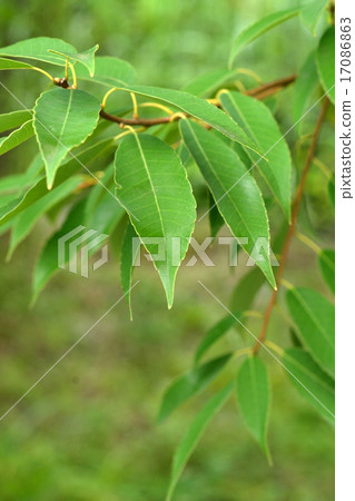 樹木：殼斗科 17086863