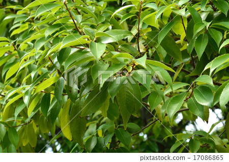 樹木：殼斗科 17086865