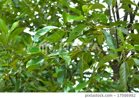 Tree: Alder Branch 17086982