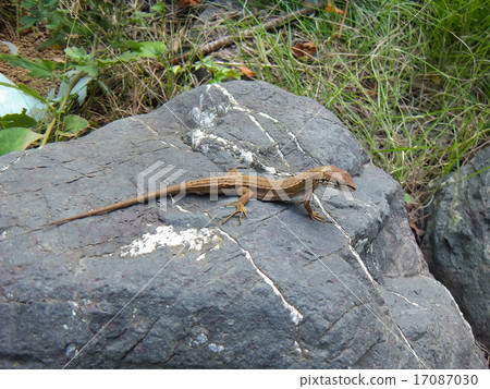 Japanese black beach snake on rock 2 17087030