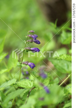  Lashawmonkazura 17087259