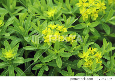 Noursie Noursie 17087286