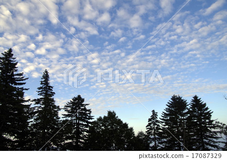 鱗片雲和樹木 鱗片雲和樹木 17087329