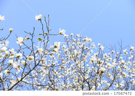 Kobushi flower 17087472