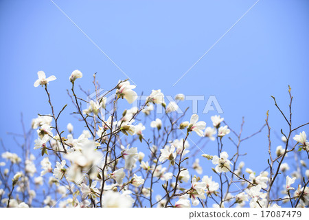 Kobushi flower Kobushi flower 17087479
