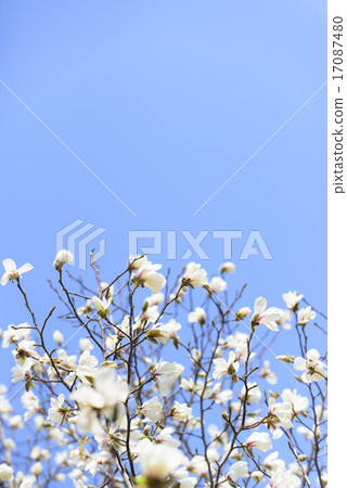 Kobushi flower 17087480