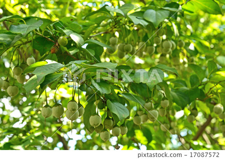 樹:Ekonoki Egonomaceae 樹:Ekonoki Egonomaceae 17087572