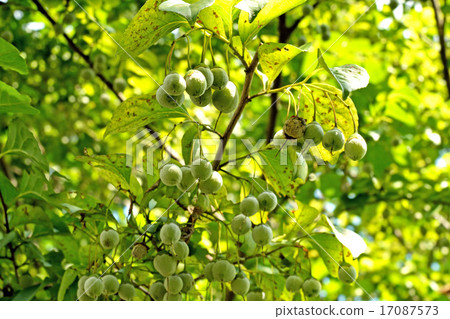 Tree: Ekonoki Egonomaceae 17087573