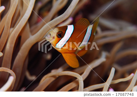 An anemone fish that yawns An anemone fish that yawns 17087748