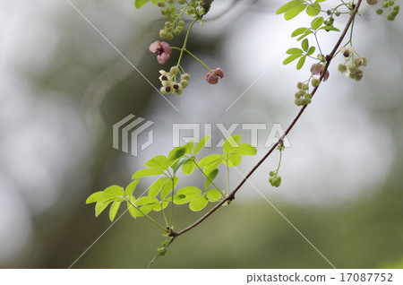 新鮮的綠色和阿克比的花朵 17087752