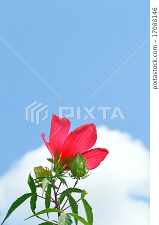 Kou Shakki (Redux Aoi) 17088146