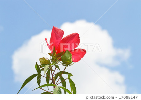 Kou Shakki (Redux Aoi) Kou Shakki (Redux Aoi) 17088147