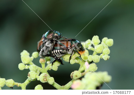 Copulation of cannabis 17088177