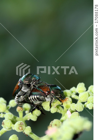 Copulation of cannabis 17088178