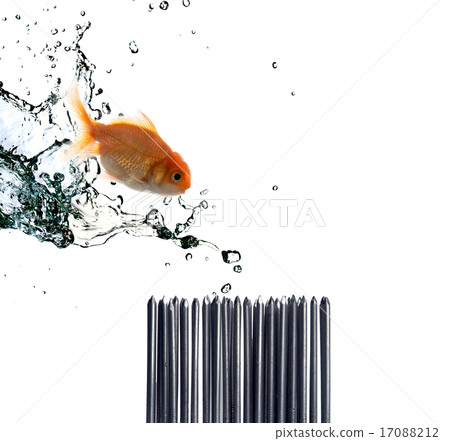 Goldfish in danger! 17088212