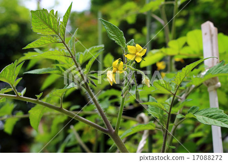 番茄（家庭花園） 17088272