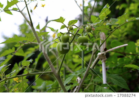 Tomato (home garden) Tomato (home garden) 17088274
