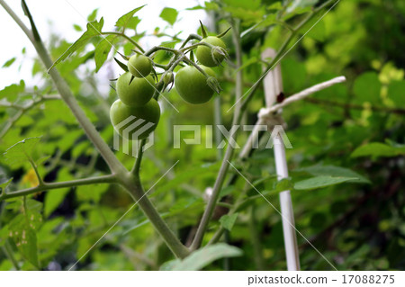Tomato (home garden) Tomato (home garden) 17088275