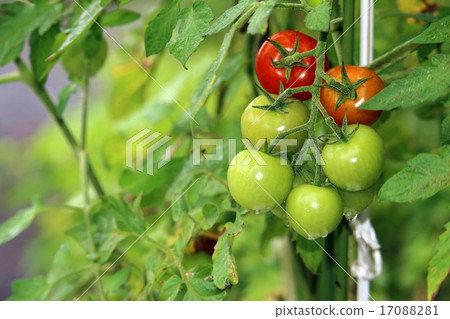 Tomato (home garden) Tomato (home garden) 17088281